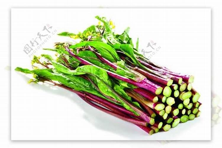 菜心怎么种才不招虫 种菜心不招虫方法