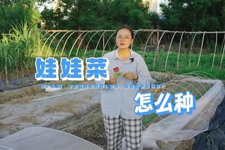 娃娃菜施钙肥好吗？