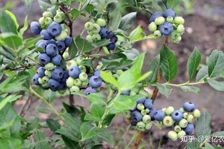 蓝莓多久施肥一次