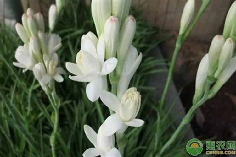 晚香玉的正确养殖方法