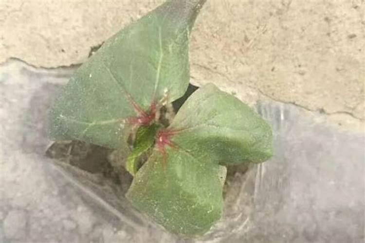 棉花被水淹了枯萎怎么救？