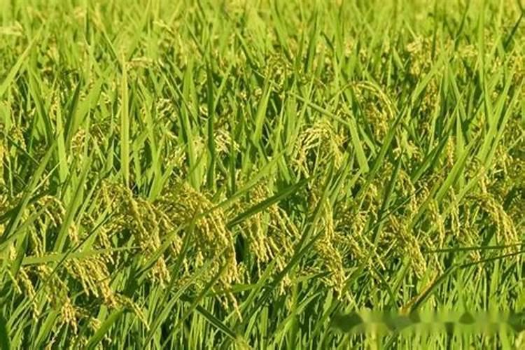 促进水稻分蘖的叶面肥