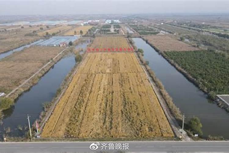 水稻专用叶面肥哪个厂家好？叶面肥哪个品牌好？叶面肥用根小子效果好...