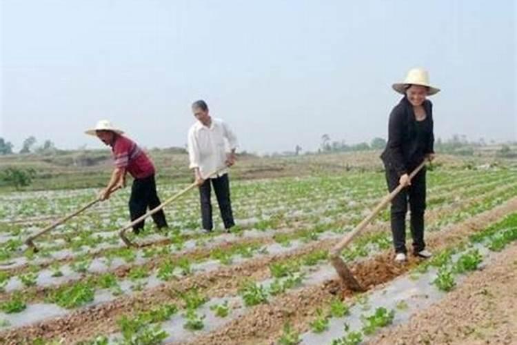 如何给花生追施钙肥？