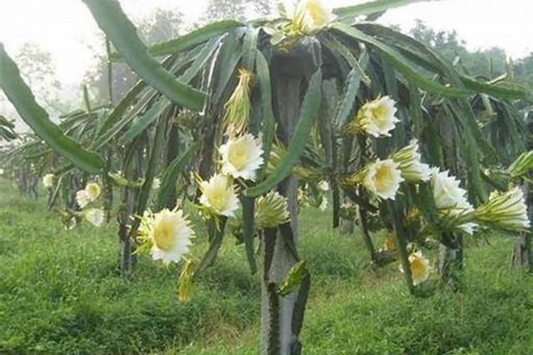 南瓜开花结果需要什么肥料