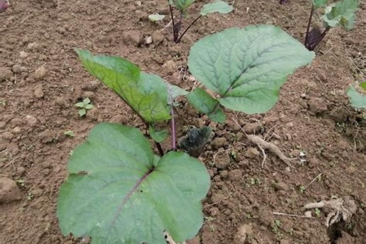 红菜苔可以施草木灰吗？