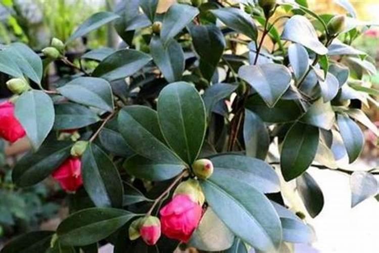 茶花如何施氮肥长得好