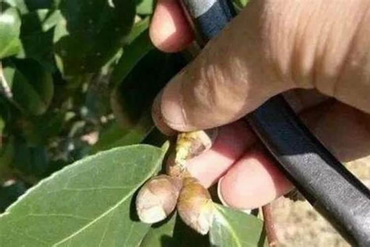 茶花长芽前如何施肥新芽更粗壮