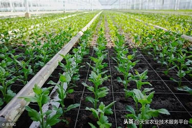 金叶佛甲草一平方种多少株