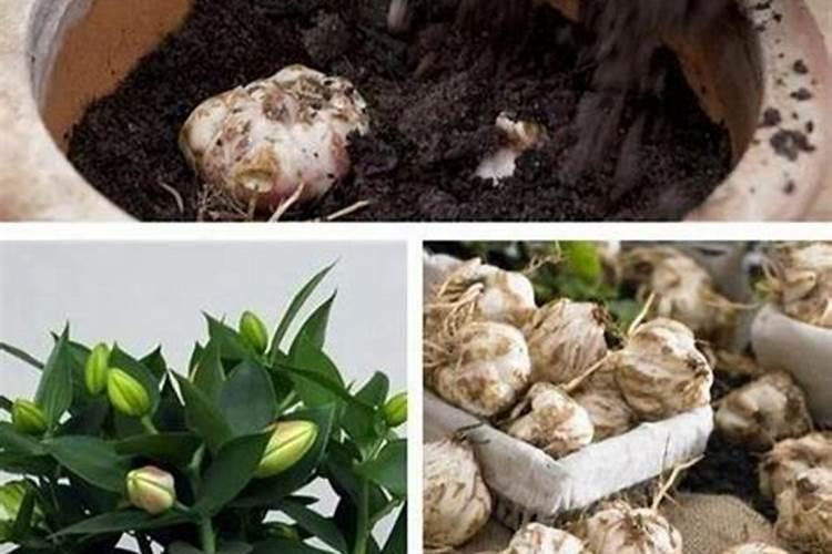 百合种球怎么浇水