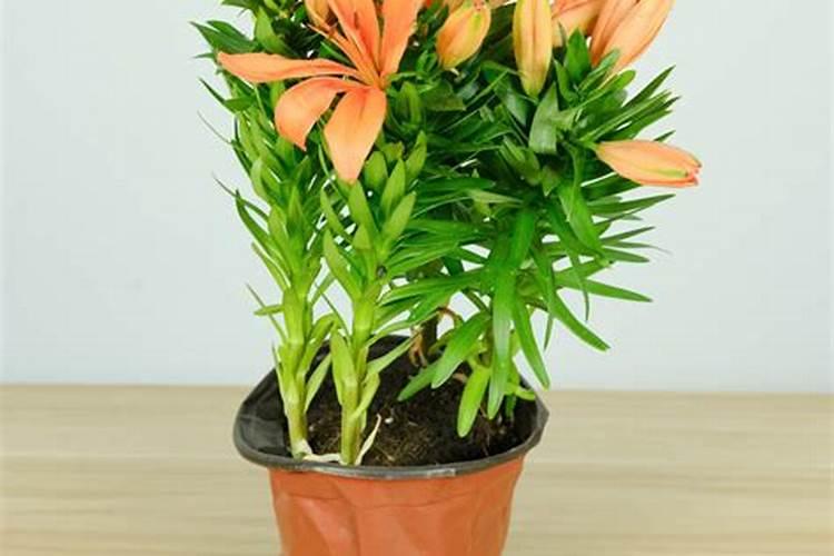 百合花一般种植多久施肥？