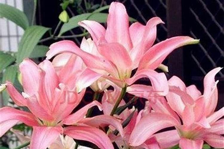 百合花种球如何种