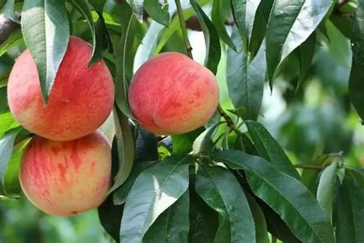 倍多粉喷花几天出花苞