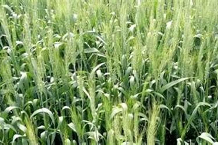 芸苔素内酯、硼肥、磷酸二氢钾在小麦上到底如何用？