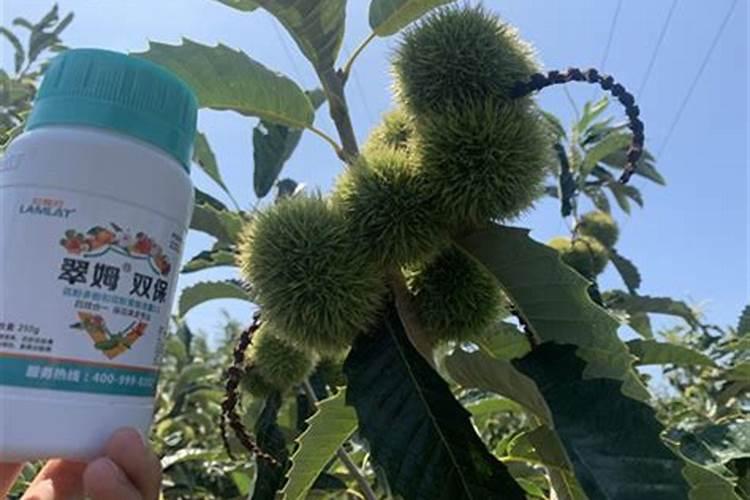 板栗树用什么叶面肥好？