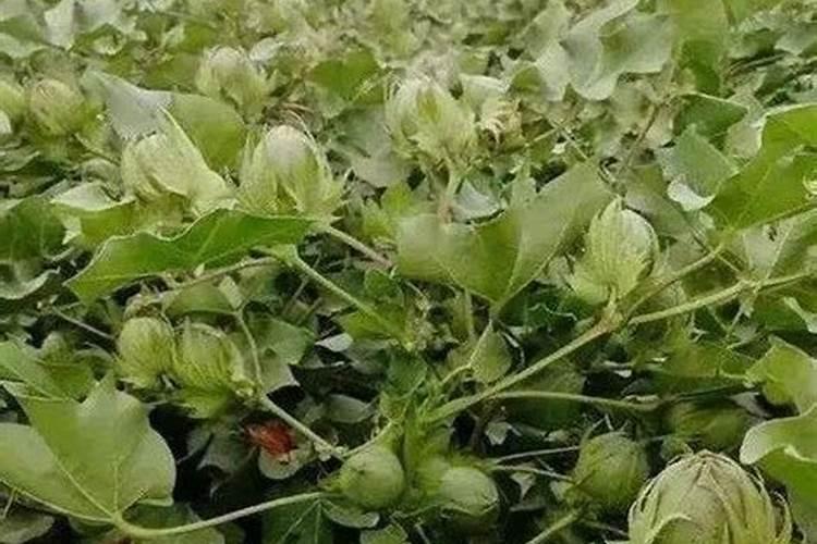 棉花后期需要什么肥料
