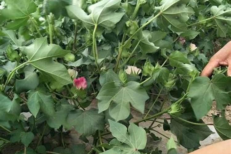 棉花后期需要什么肥料
