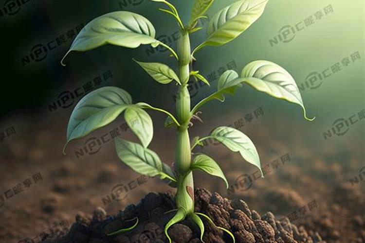 种豆子需要施肥吗