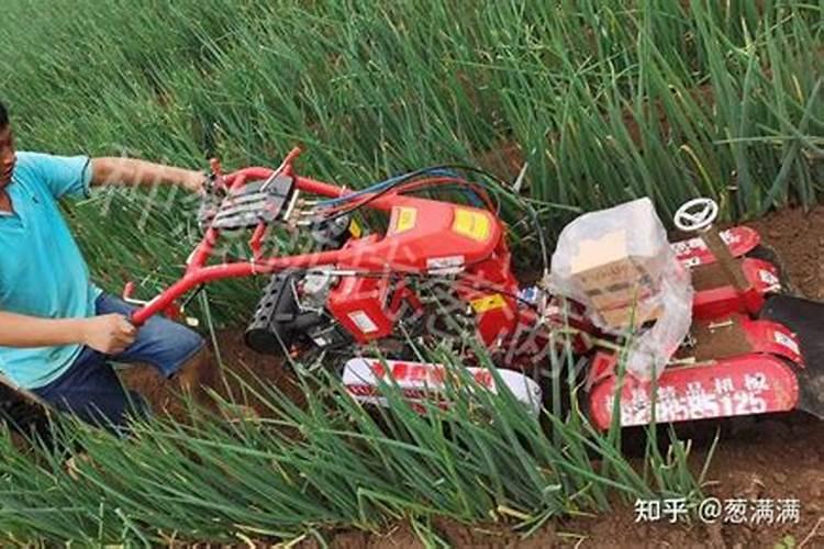 移植大葱如何开沟