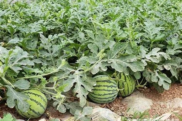西瓜膨果期用什么肥料
