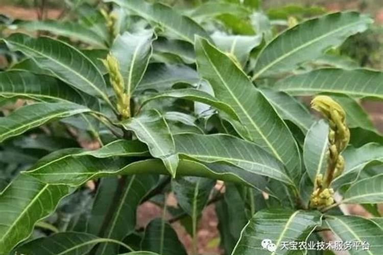 提高果树座果率的措施有哪些