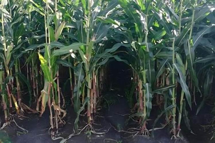 一亩地玉米究竟要施多少化肥