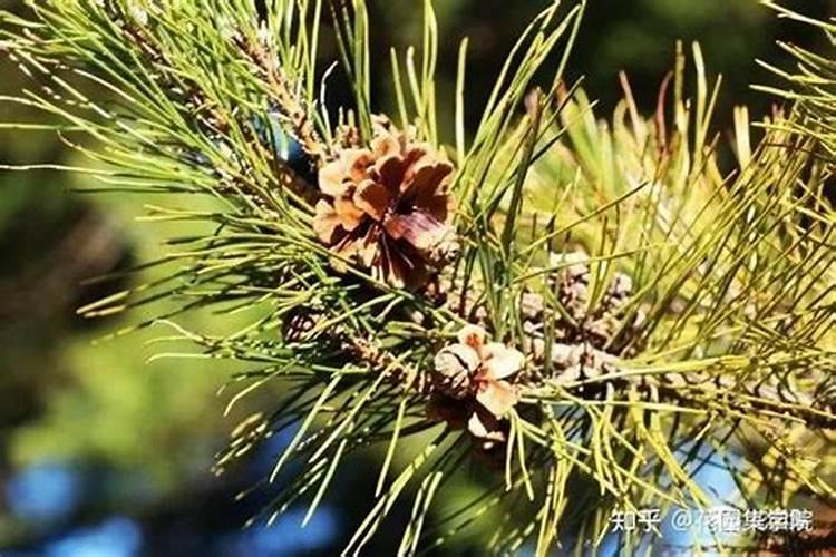 黑松用什么肥料最好