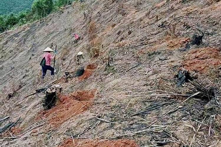 种植桉树底肥放多少