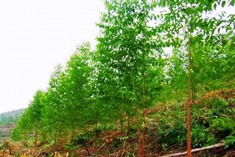 速生桉树施哪种肥最好