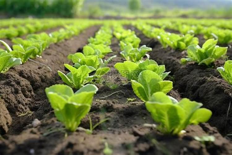 哪些植物适合氮肥