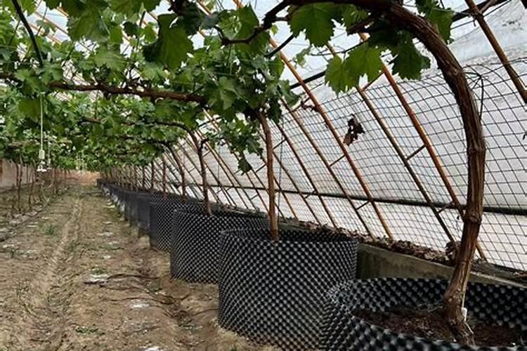 成长果树用什么钾肥