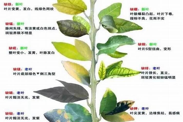 怎样正确地使用微量元素肥料？