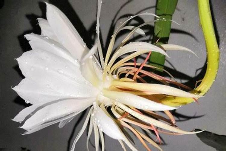 昙花怎样施肥 昙花如何施肥