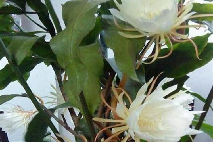 昙花施什么肥最好