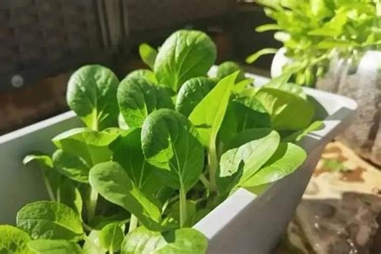 绿叶蔬菜不需要钾肥吗