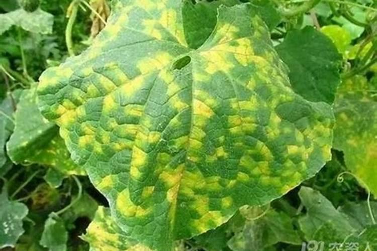 各位老师,甜瓜的病毒病和细菌性角斑病用什么药治疗？