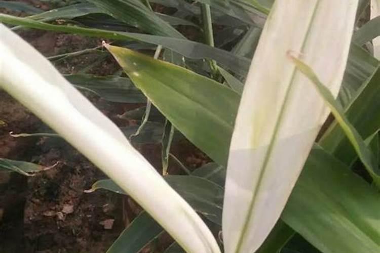 生姜种植需要什么肥料？生姜打什么叶面肥长的快？