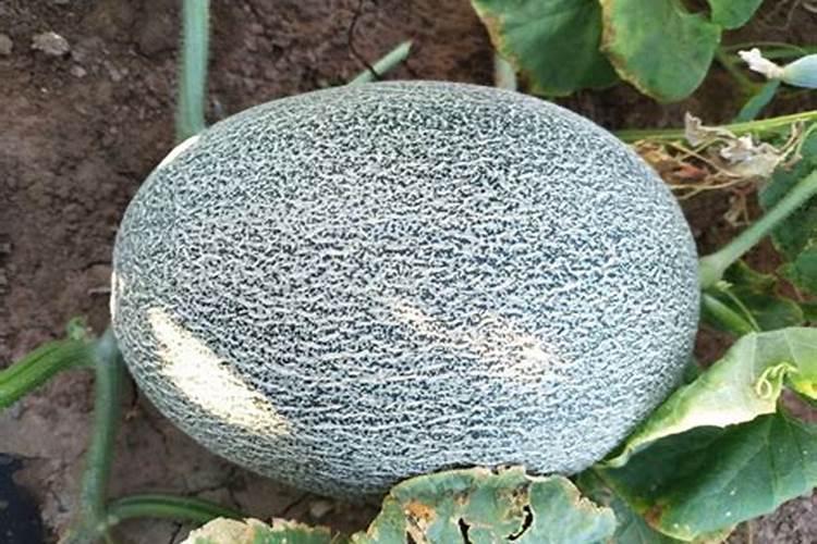 哈密瓜膨果期怎样施肥