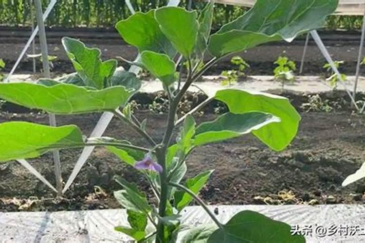 茄子开花不结果怎么办