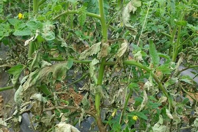 番茄苗结果中为何叶子发黄干枯