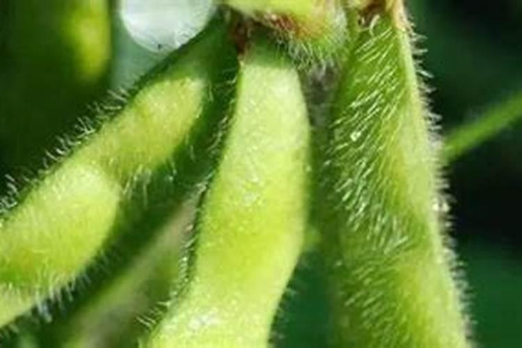 大豆的正确施肥方法