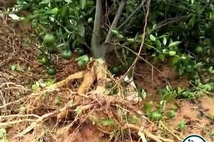 沃柑树施肥太多导致烧根,该怎么补救？