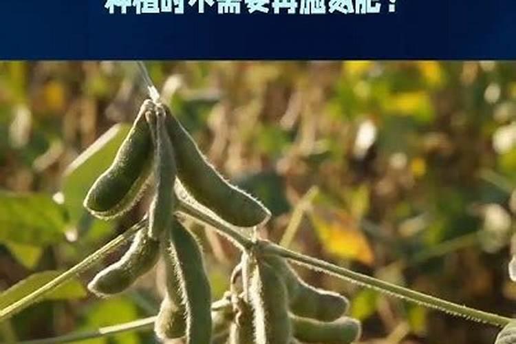 在种植黄豆的时候,为什么底肥不能施得太多呢？
