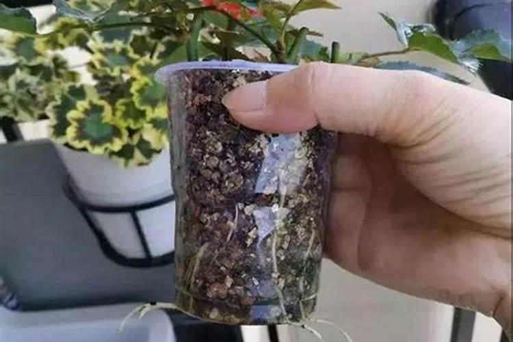 月季小苗施肥时间和方法