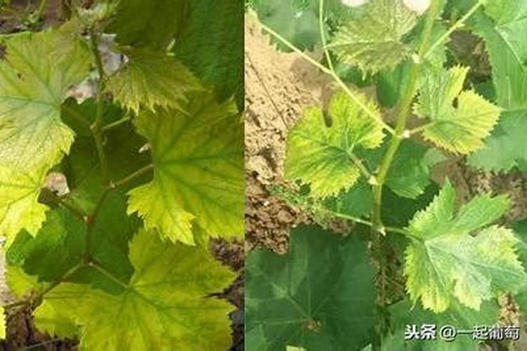 硝酸磷肥在葡萄上的作用