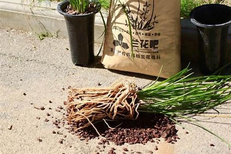刚栽上的松花遇到连续阴雨天需要打药吗