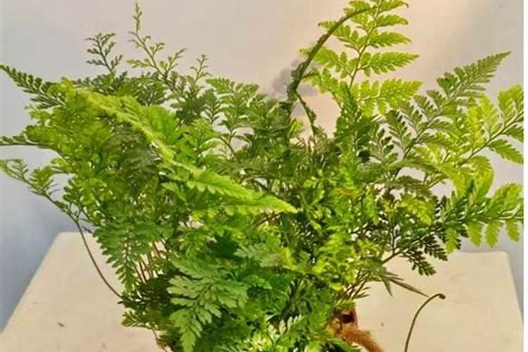 狼尾蕨的养殖方法和注意事项