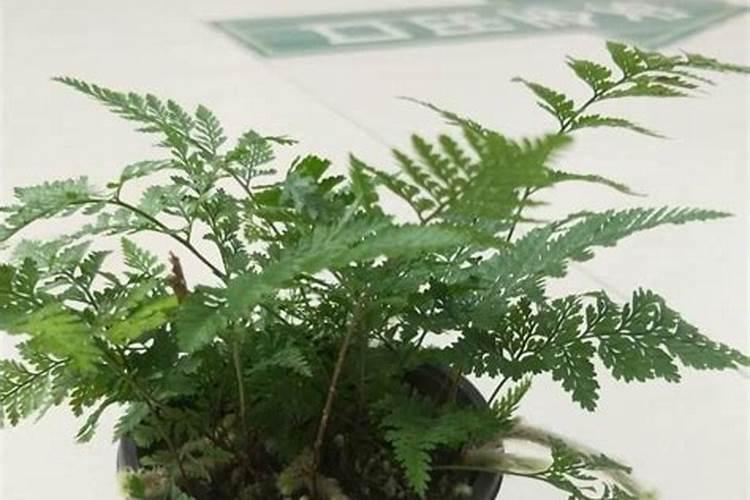 狼尾蕨的养殖方法和注意事项