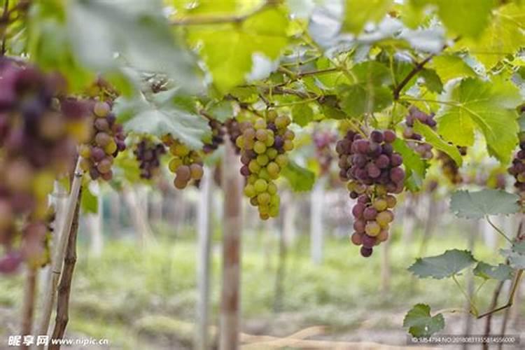 叶面肥在葡萄树上的重要作用!