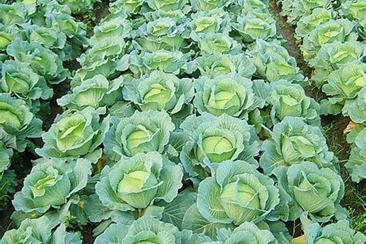 柠檬树底肥放什么肥好(底肥施用方法)